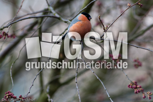 Gimpel (11 von 40).jpg